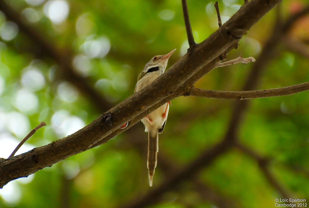 Dark-necked Tailorbird