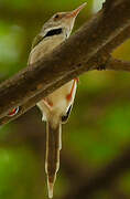 Dark-necked Tailorbird