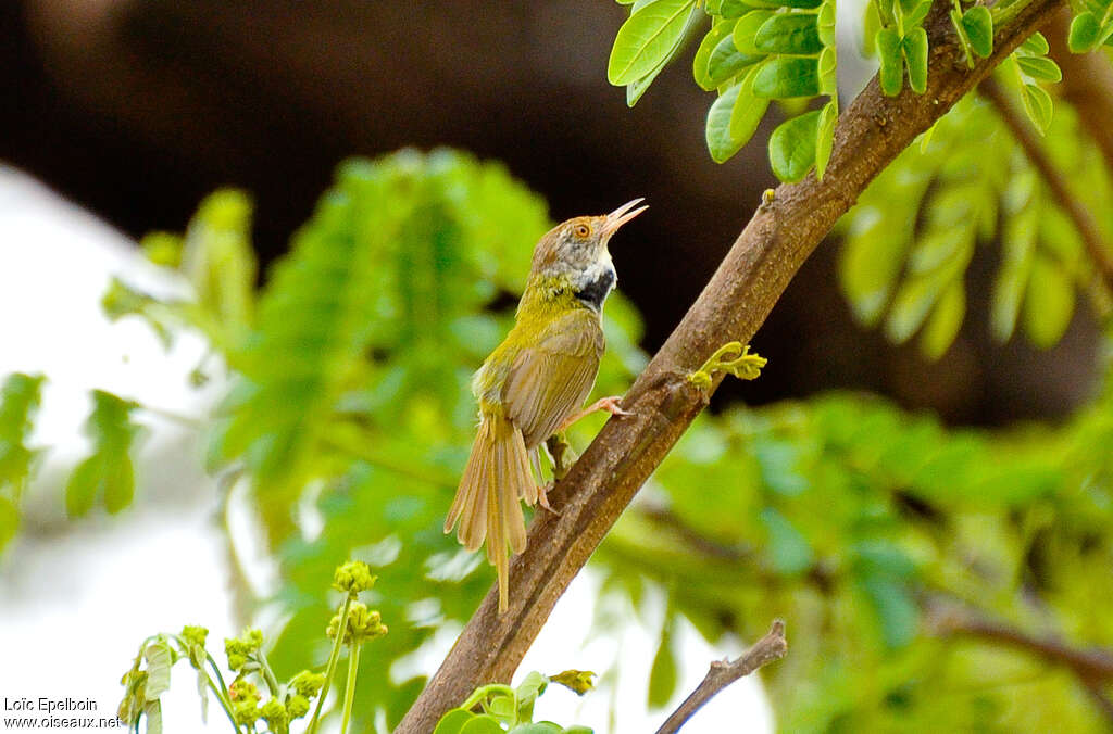 Dark-necked Tailorbird male adult breeding, identification