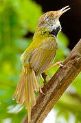 Dark-necked Tailorbird