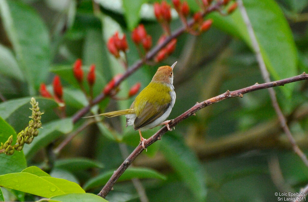 Common Tailorbird