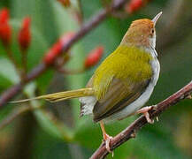 Common Tailorbird