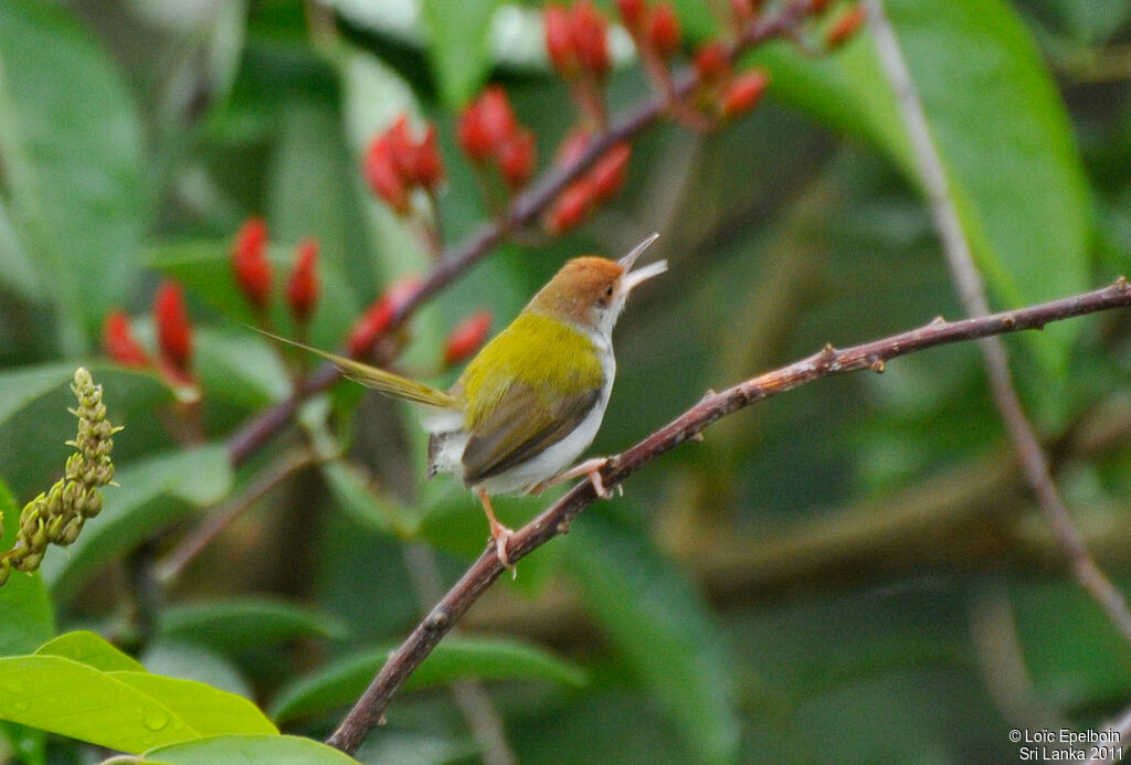 Common Tailorbird