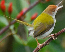 Common Tailorbird