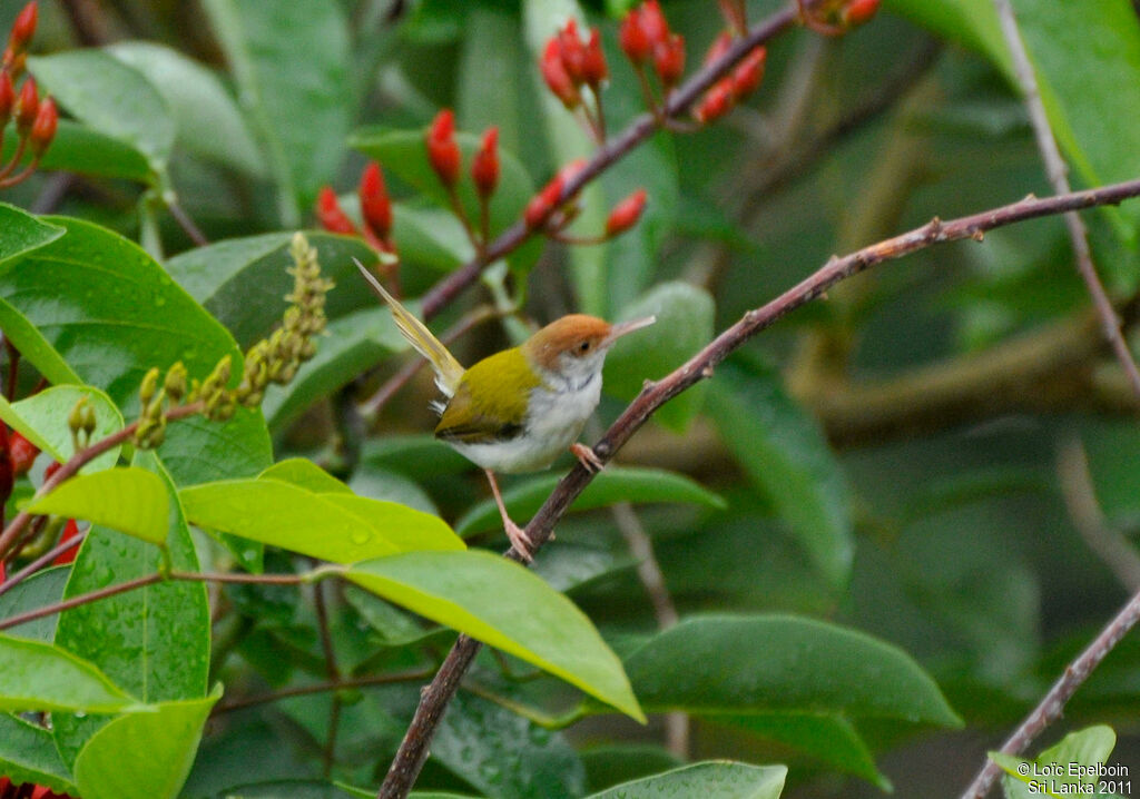 Common Tailorbird