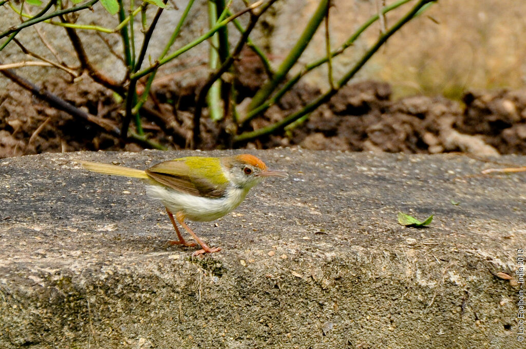 Common Tailorbird