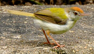 Common Tailorbird