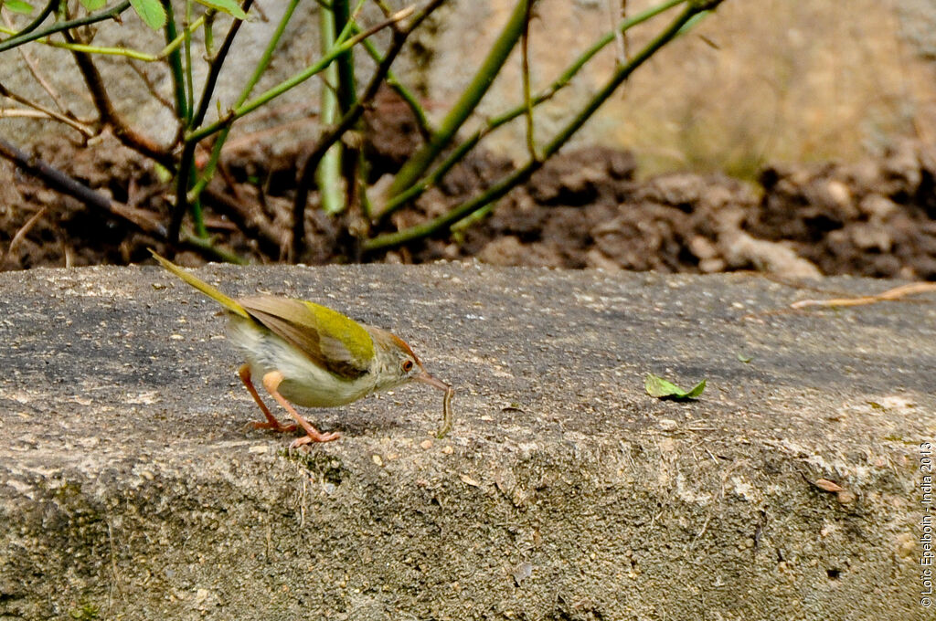 Common Tailorbird