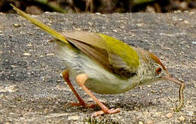 Common Tailorbird