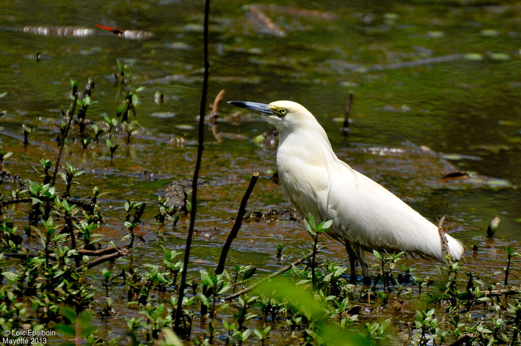 Malagasy Pond Heron