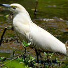 Crabier blanc