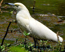 Malagasy Pond Heron