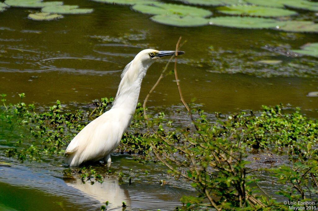 Malagasy Pond Heron