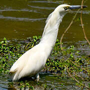 Malagasy Pond Heron