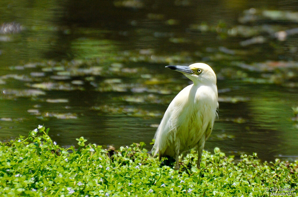 Malagasy Pond Heron