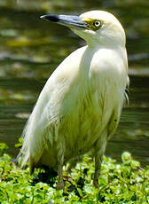 Crabier blanc