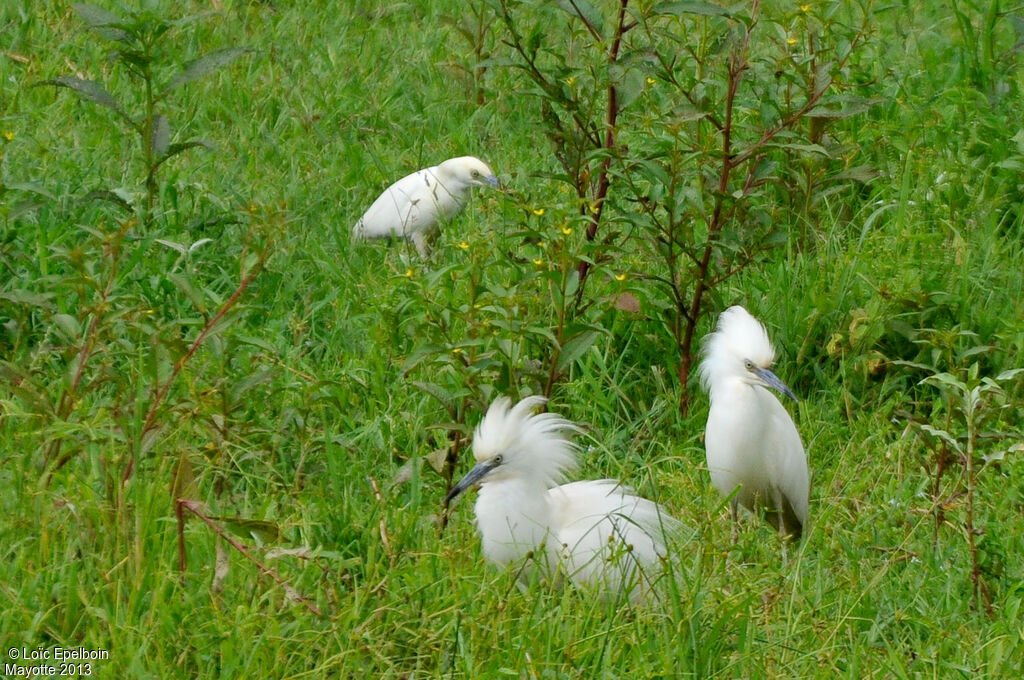 Crabier blanc