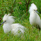 Crabier blanc