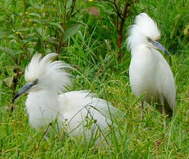 Crabier blanc