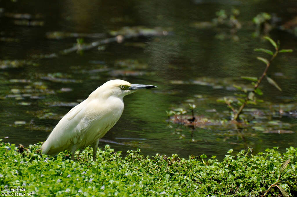 Malagasy Pond Heronadult, identification