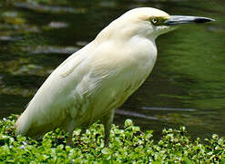 Malagasy Pond Heron