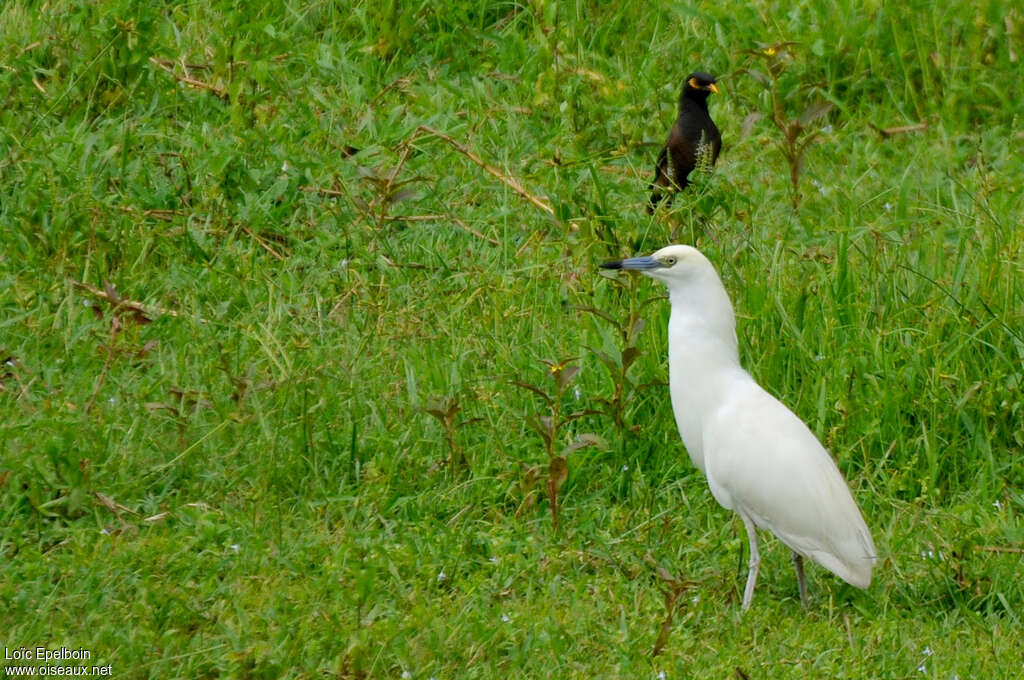 Crabier blancadulte, identification