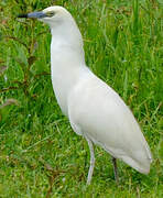 Malagasy Pond Heron