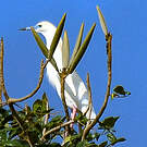 Crabier blanc