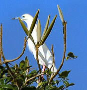 Malagasy Pond Heron