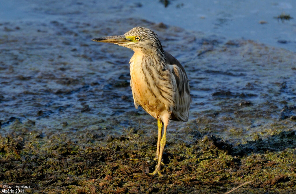 Squacco Heron