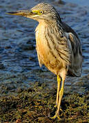 Squacco Heron