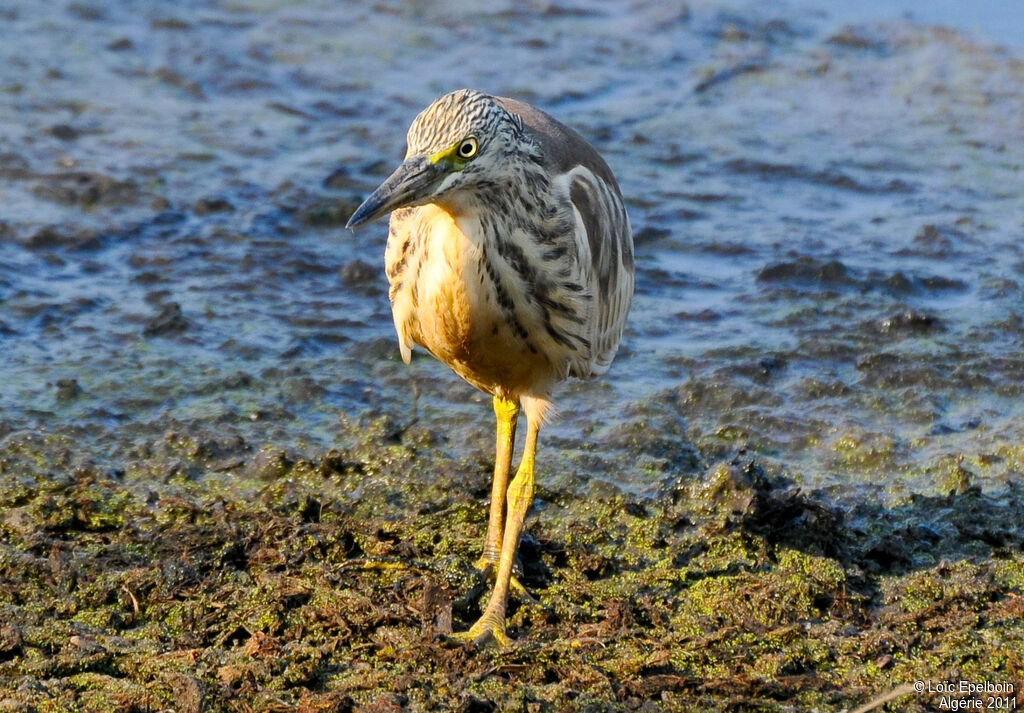 Squacco Heron