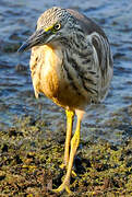 Squacco Heron