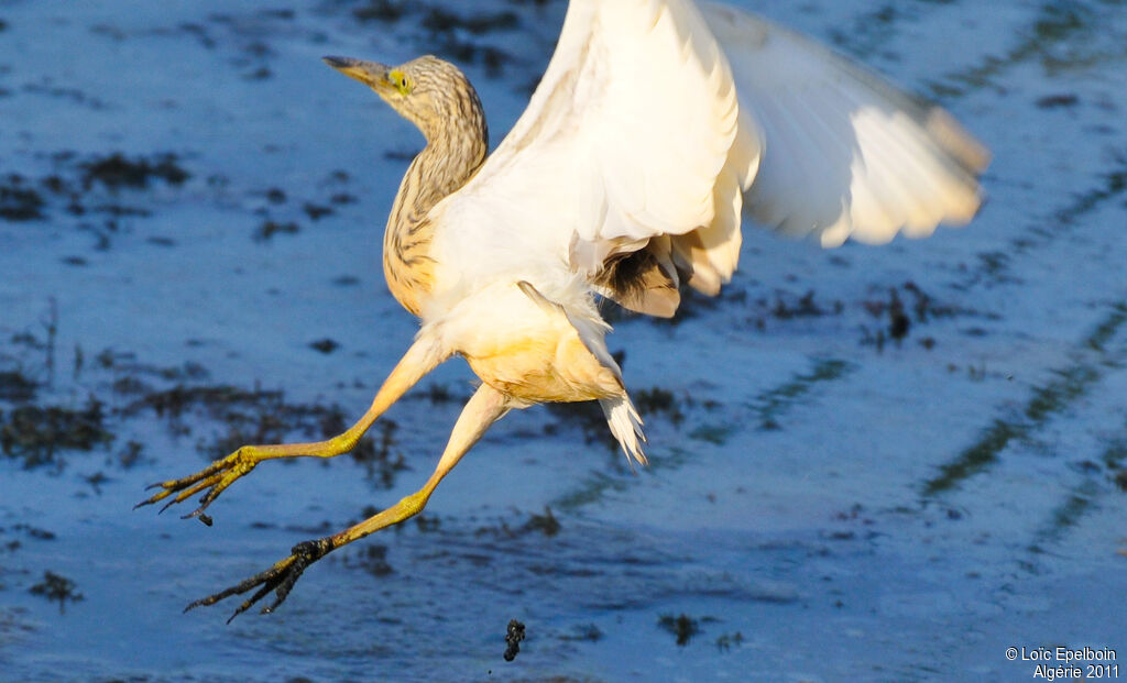 Squacco Heron