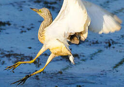 Squacco Heron