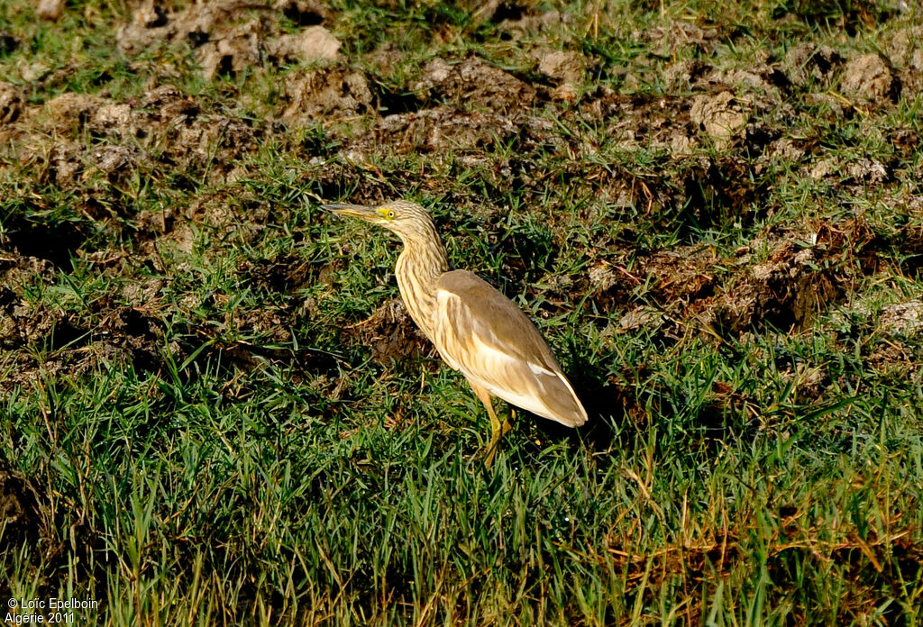 Crabier chevelu