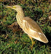 Squacco Heron