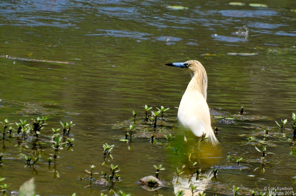 Squacco Heron