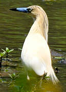 Squacco Heron