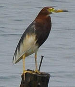 Chinese Pond Heron