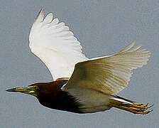 Chinese Pond Heron