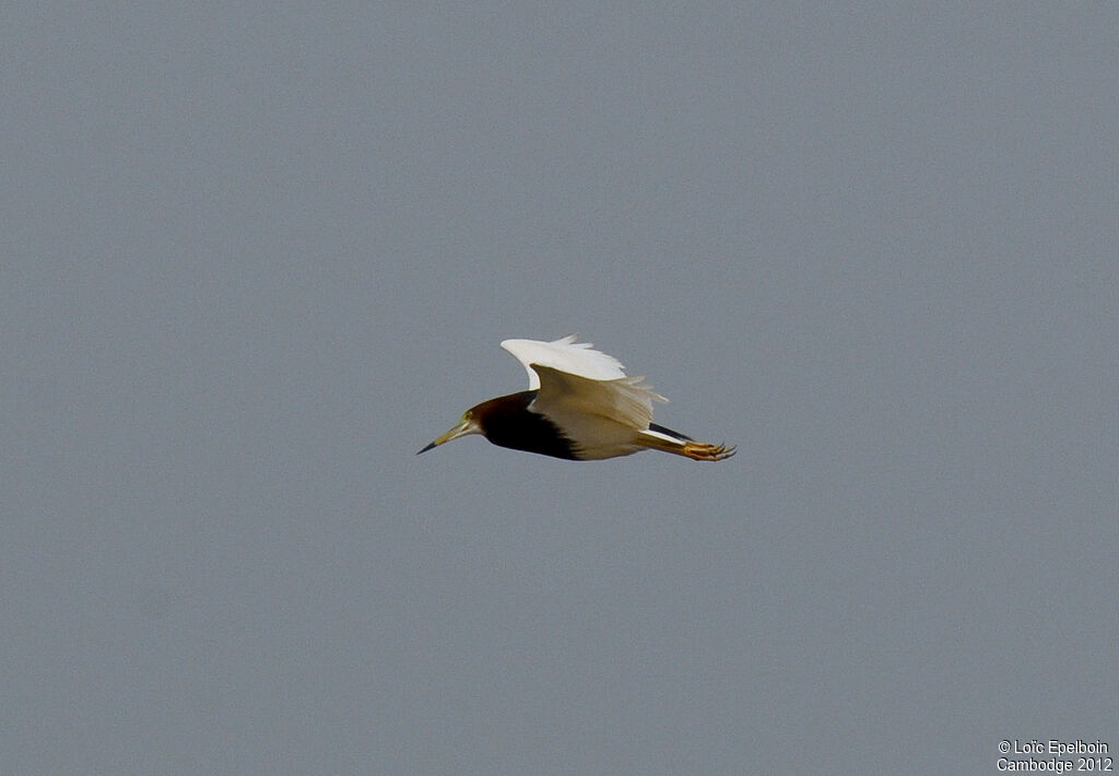 Chinese Pond Heron