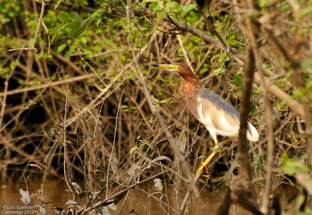 Chinese Pond Heron