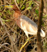 Chinese Pond Heron