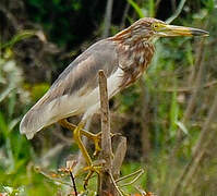 Chinese Pond Heron