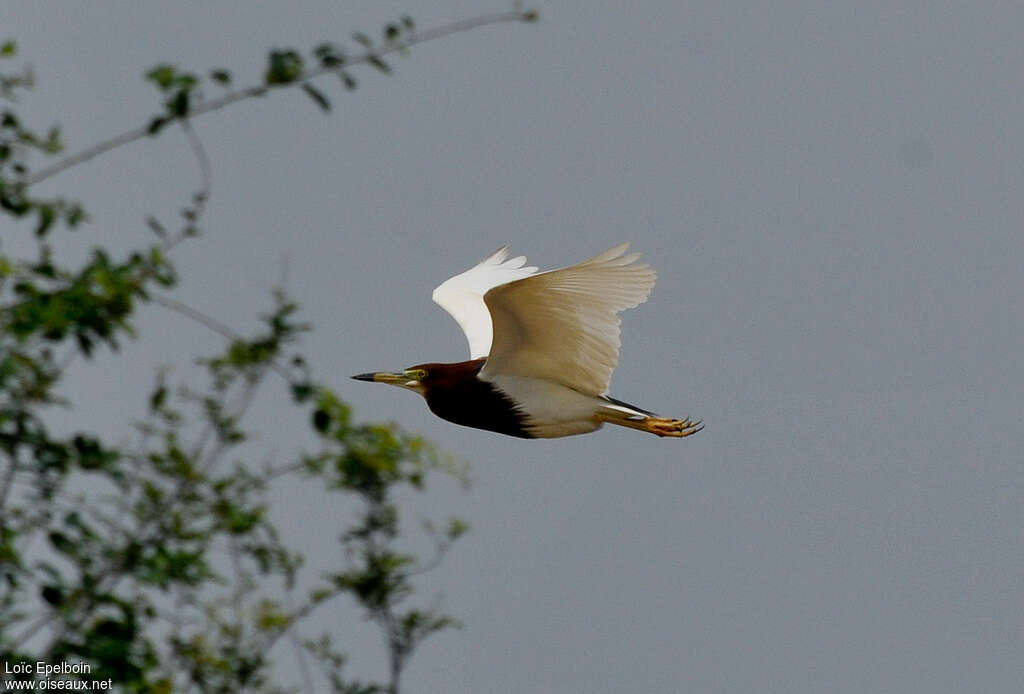 Chinese Pond Heronadult breeding, Flight