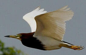 Chinese Pond Heron