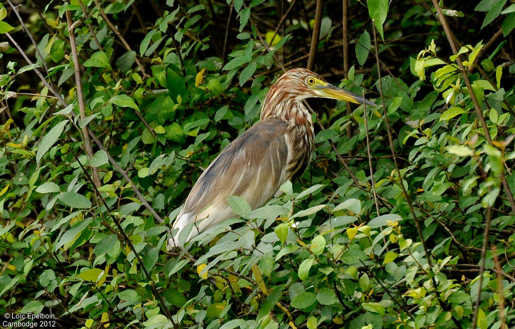 Chinese Pond Heron