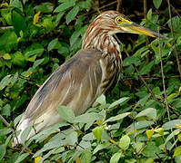 Chinese Pond Heron