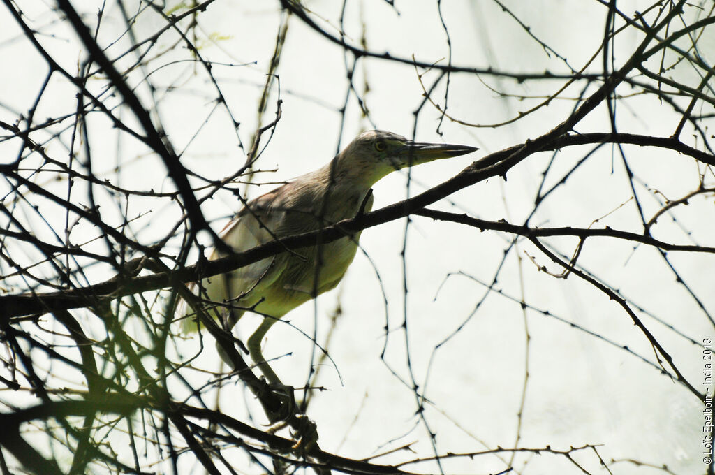 Indian Pond Heron